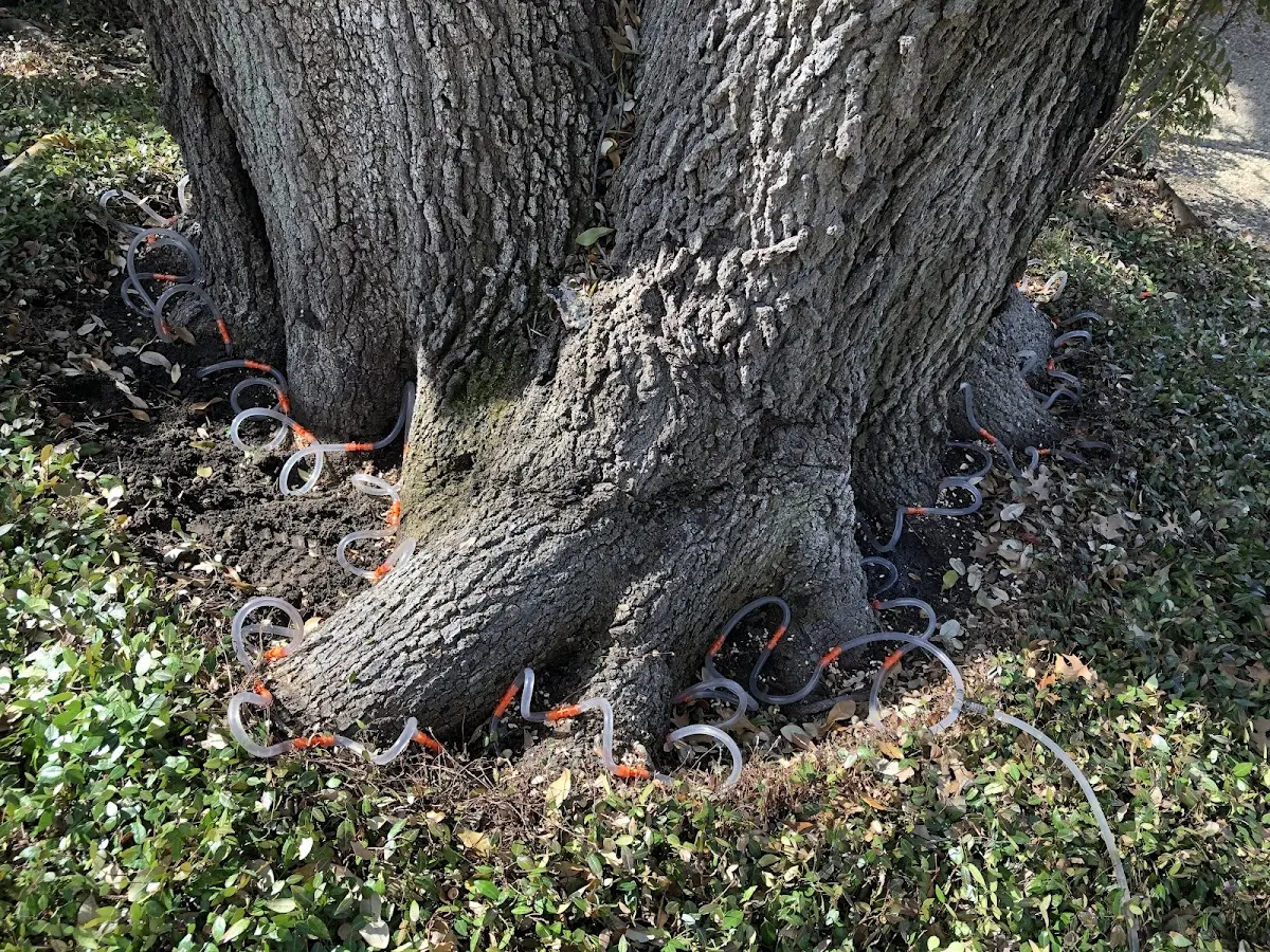 Detailed Tree Cabling and Bracing job site in Hudgins
