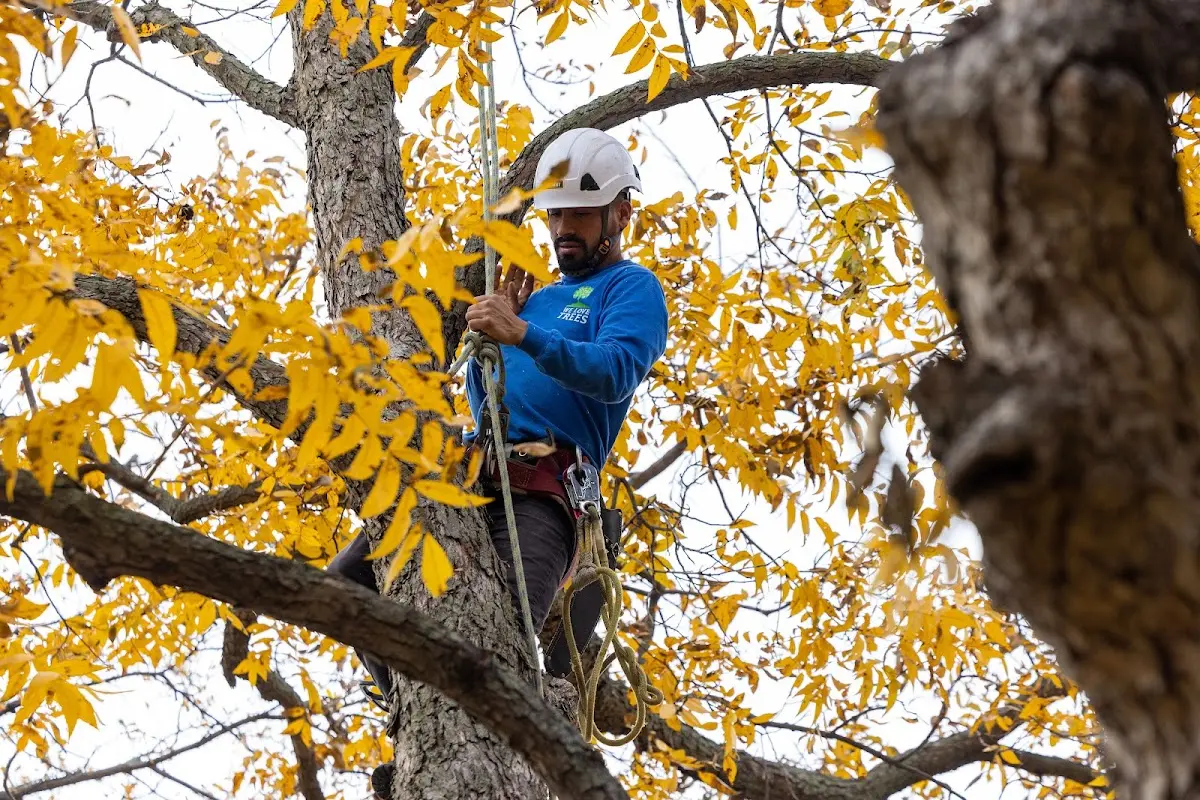 Skilled Tree Disease Treatment crew working in Hudgins